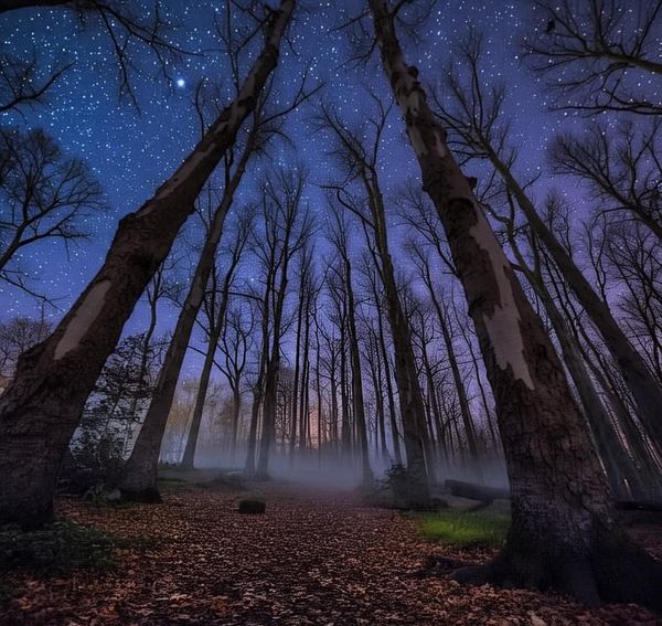 The Sky Bear’s Footprints: A Story Written in the Stars